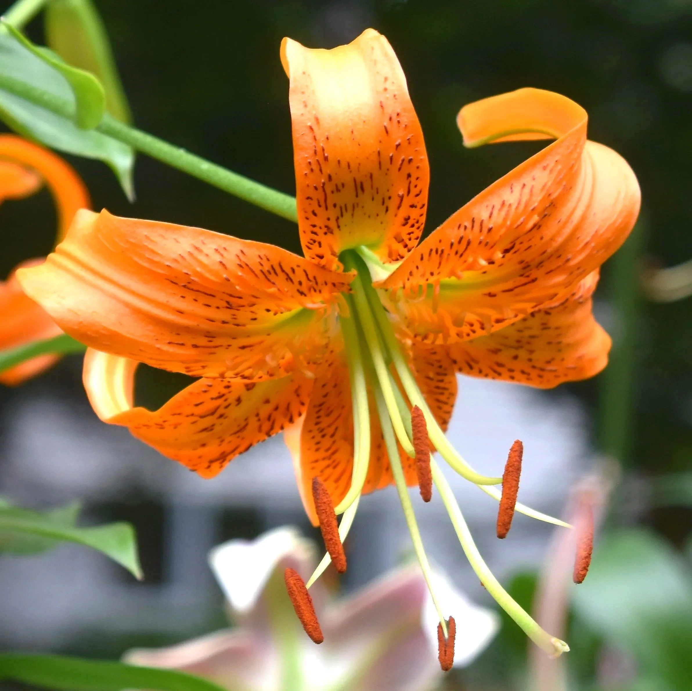 New for 2026! MORE COMING SOON! — The Lily Garden